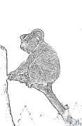 koala Pàgines Per Pintar Imprimibles